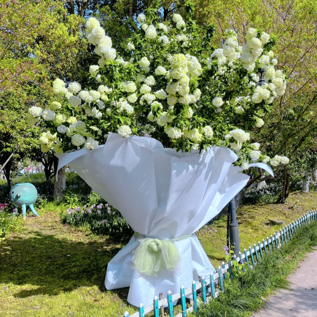 🔥Limited Time Special Offer🎉Viburnum macrocephalum