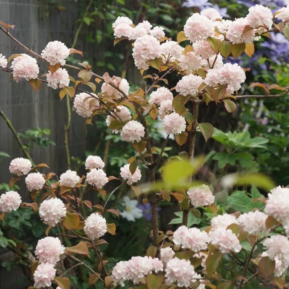 🔥Limited Time Special Offer🎉Viburnum macrocephalum