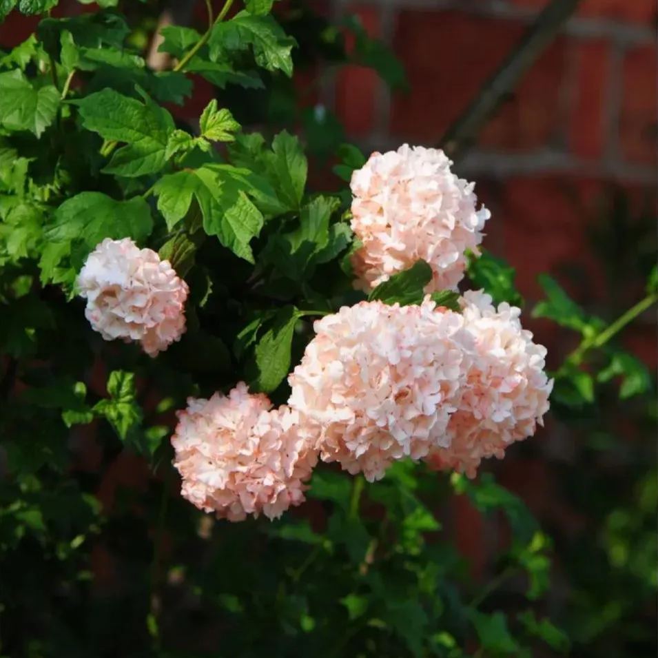 🔥Limited Time Special Offer🎉Viburnum macrocephalum