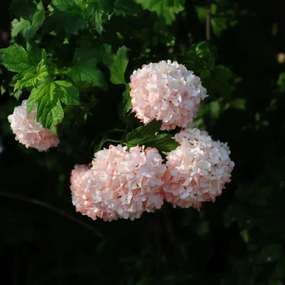 🔥Limited Time Special Offer🎉Viburnum macrocephalum