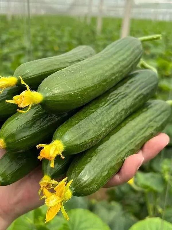 🌟 Jade Lady Cucumber Seeds🥒Refreshing, crisp and tender🍃the first choice for deliciousness!