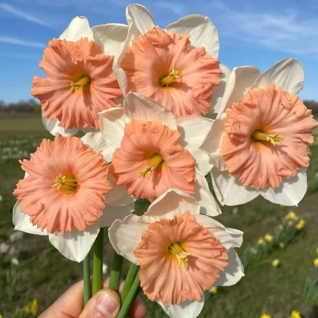 Perennial Daffodil Bulbs