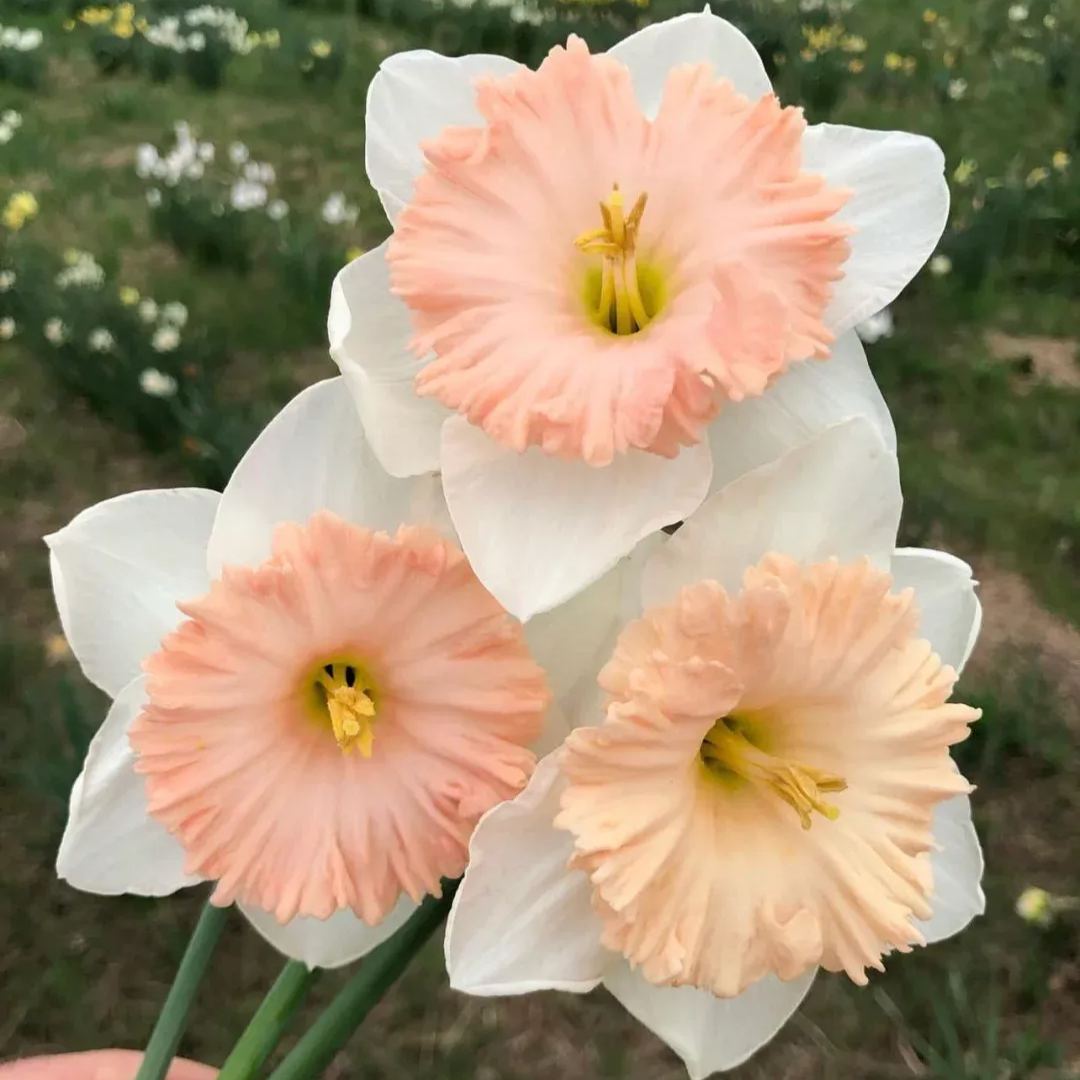 Perennial Daffodil Bulbs