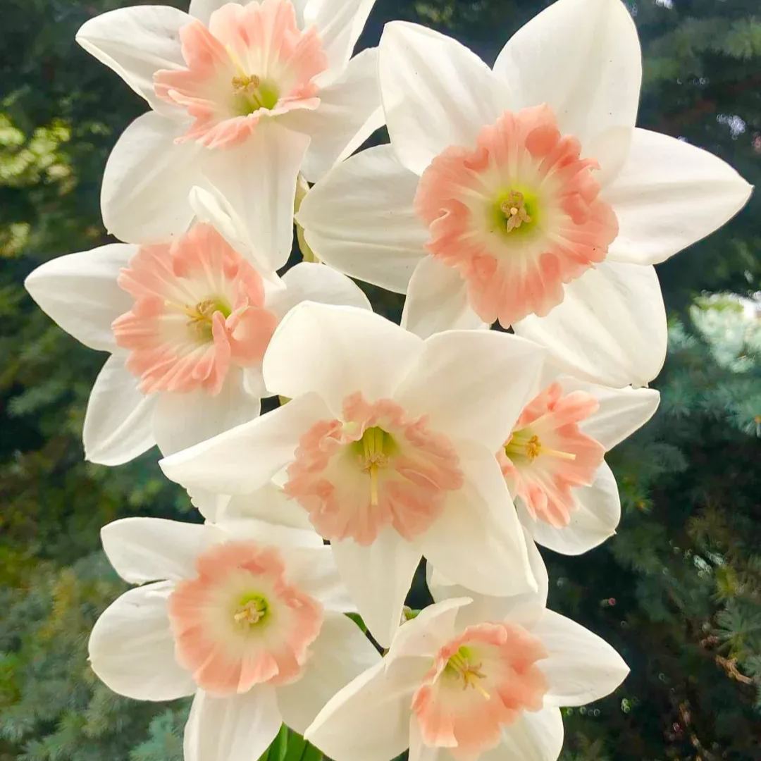 Perennial Daffodil Bulbs