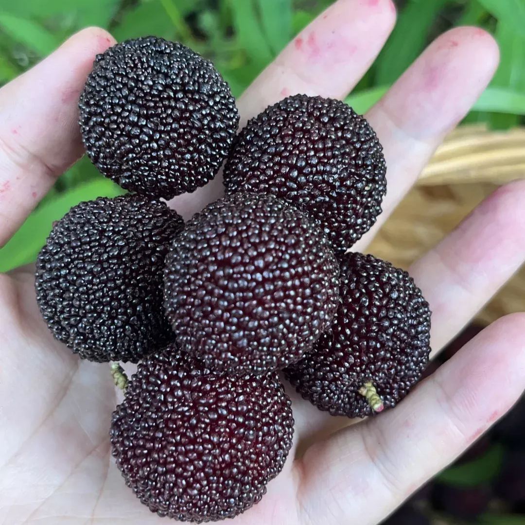 🍒 Giant Black Pearl Bayberry Seeds