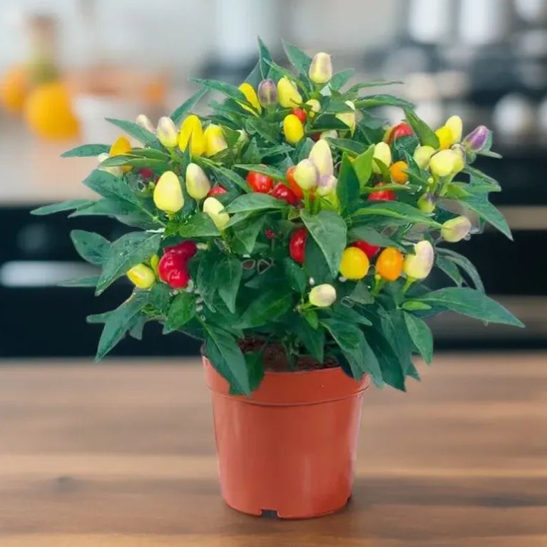 🌶️Roter Chili-Baum🌳Pfeffersamen 🔥Scharfe Sorte