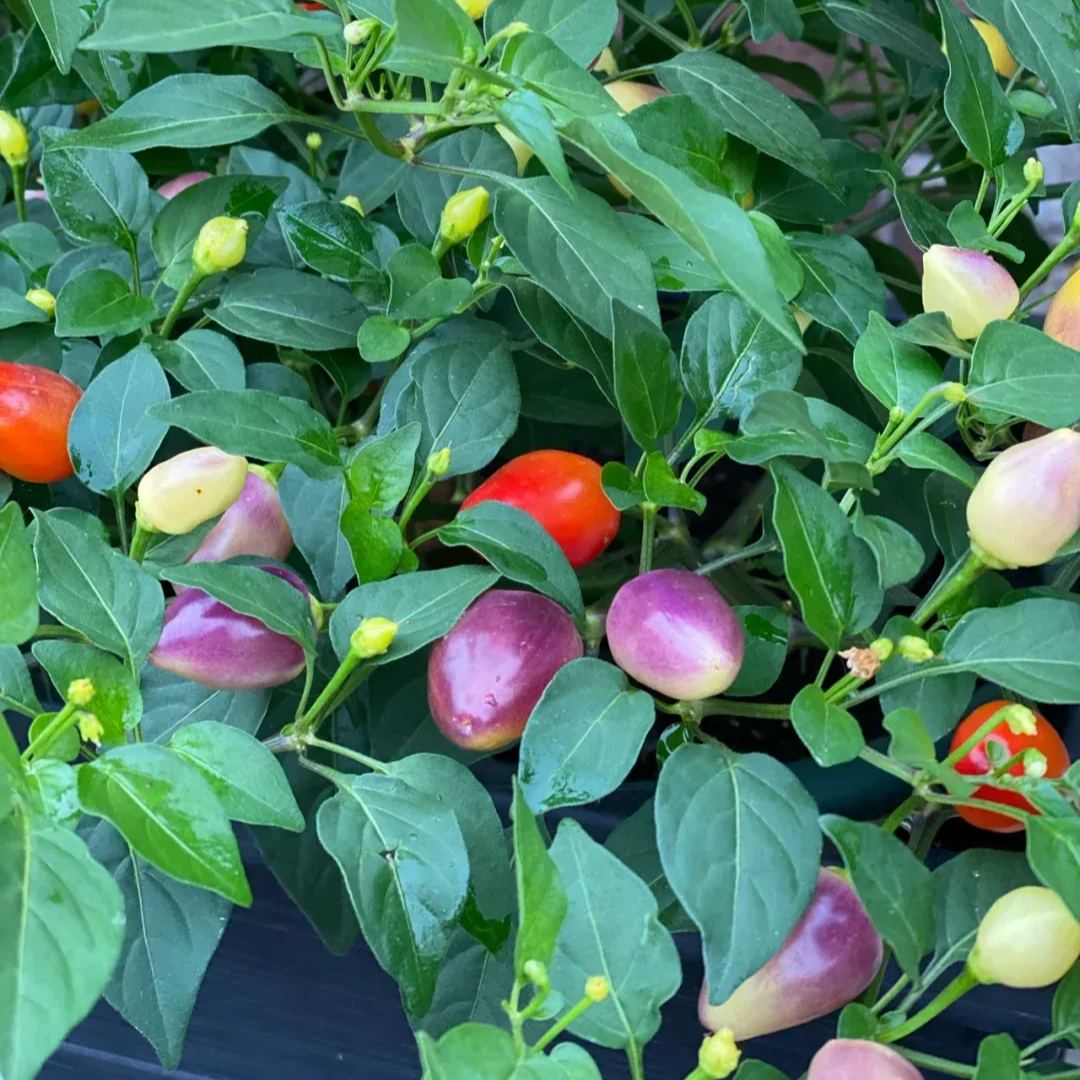 🌶️Red Hot Chili Pepper Tree🌳Pfeffersamen 🔥Scharfe Sorte