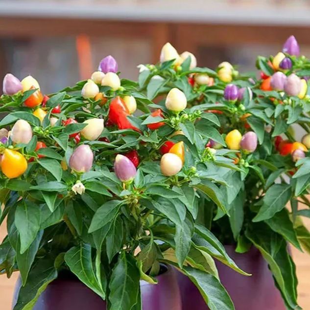 🌶️Red Hot Chili Pepper Tree🌳Pfeffersamen 🔥Scharfe Sorte