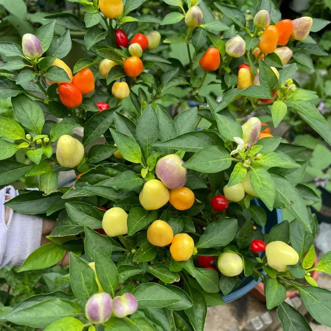 🌶️Red Hot Chili Pepper Tree🌳Pfeffersamen 🔥Scharfe Sorte