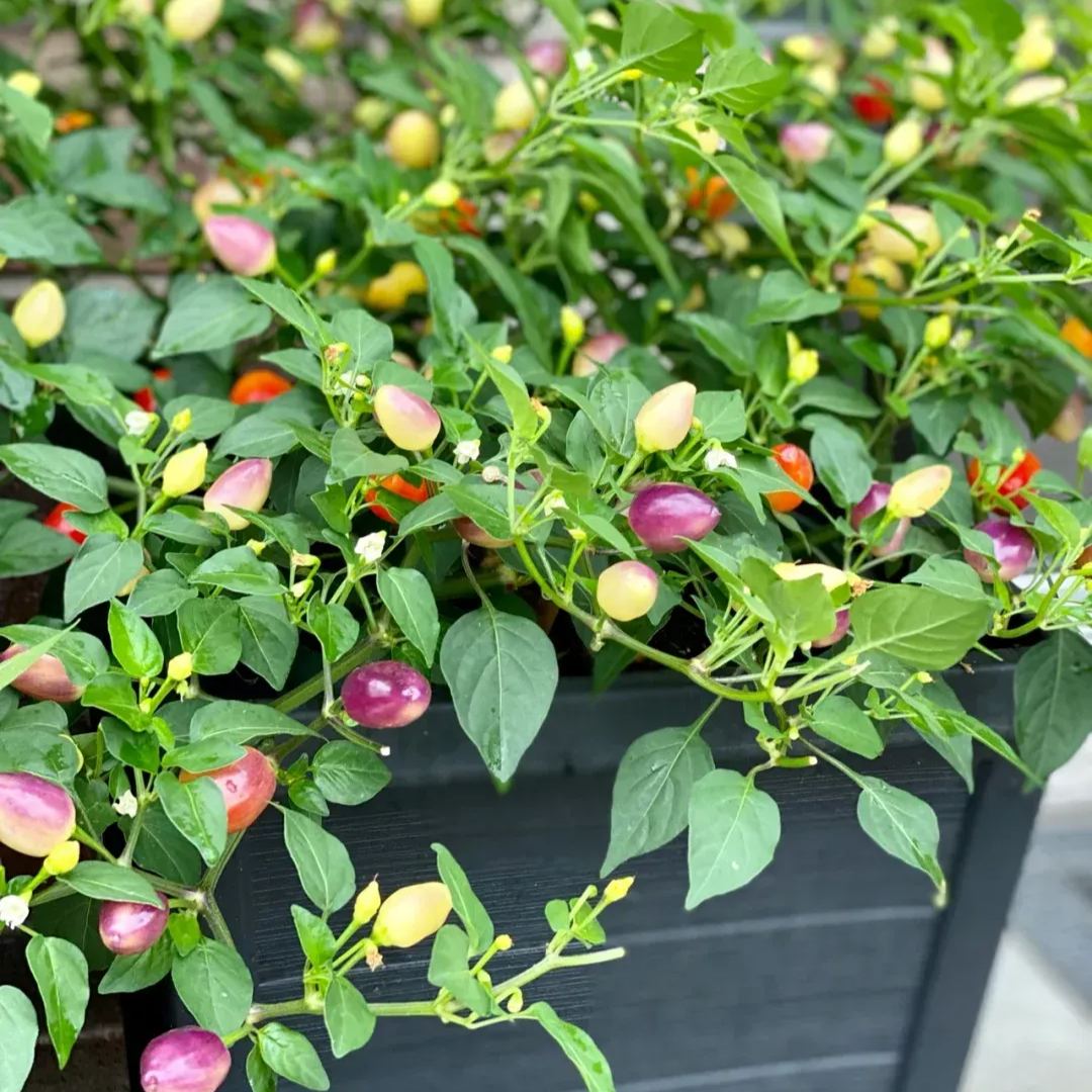 🌶️Red Hot Chili Pepper Tree🌳Pfeffersamen 🔥Scharfe Sorte