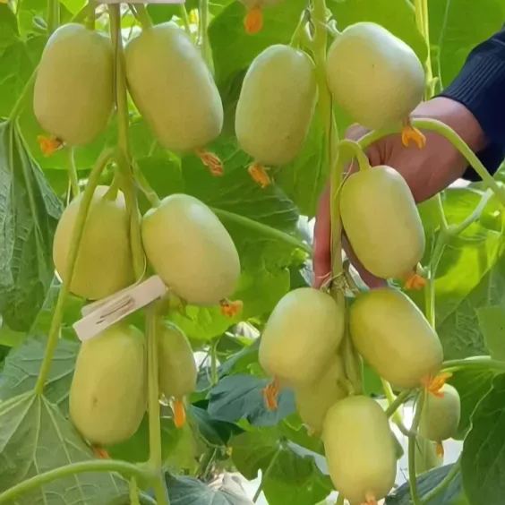 🥒Thumb cucumber Seeds