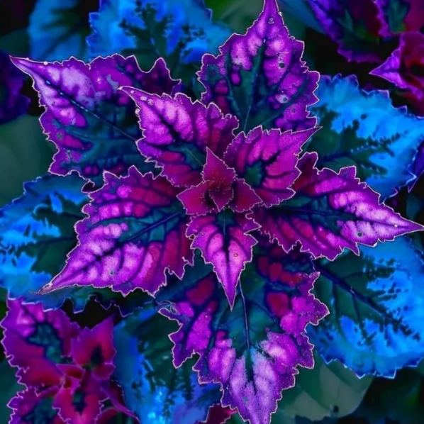 🖤Rare Black Coleus Seeds