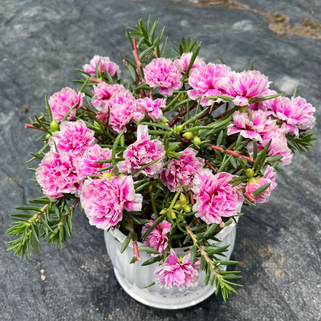 🌼5000+ Four Season Mixed Moss Rose Seeds