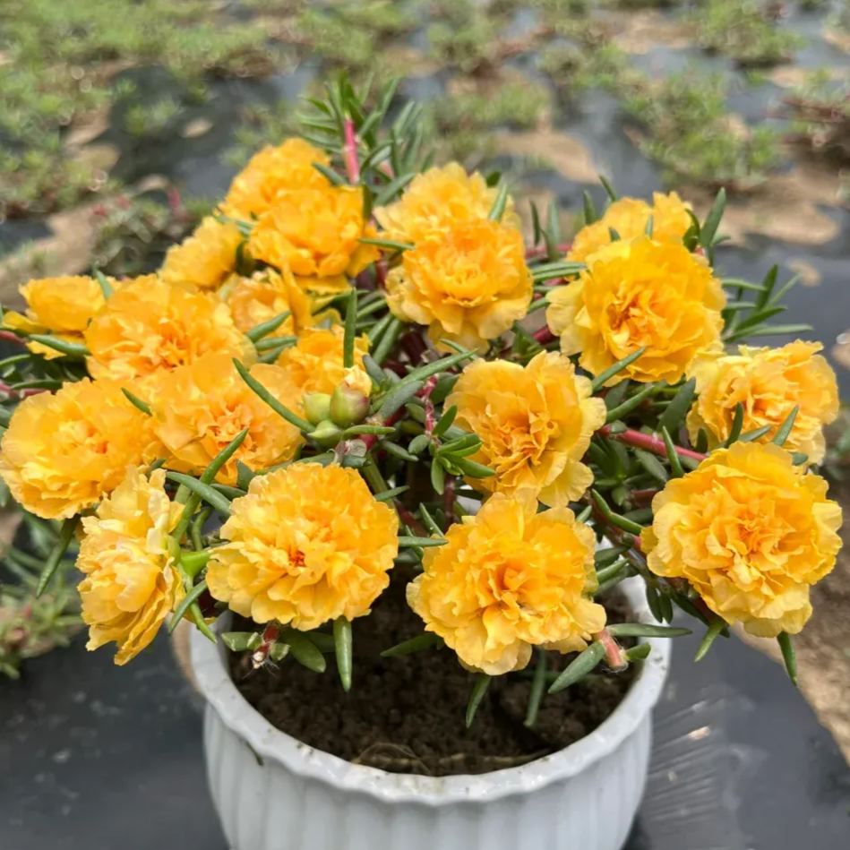 🌼5000+ Four Season Mixed Moss Rose Seeds