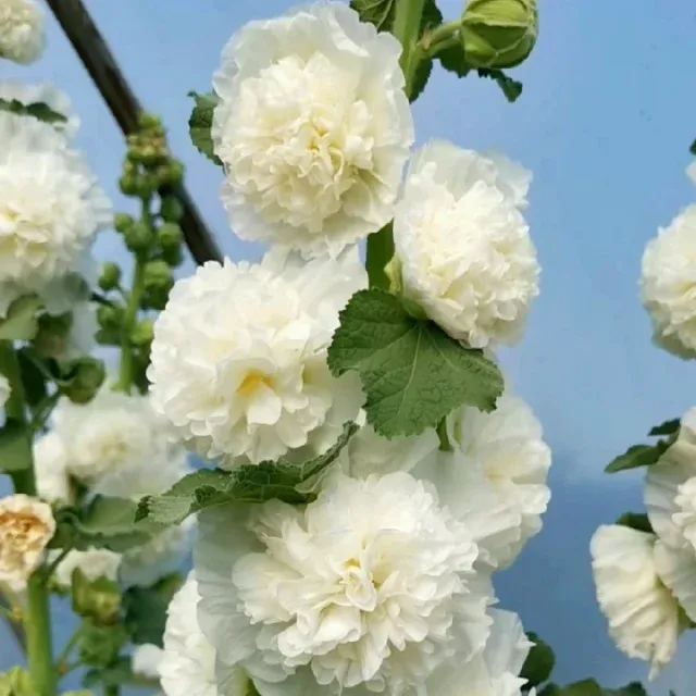 Doppelt blühende Stockrosensamen🔥Frühlings-Schnäppchen