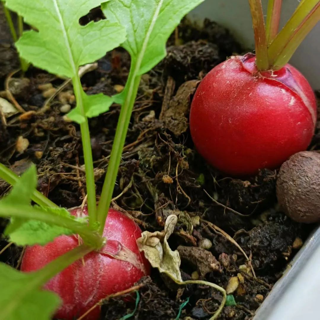 20 Day Miracle Grow Organic Cherry Radish🍒