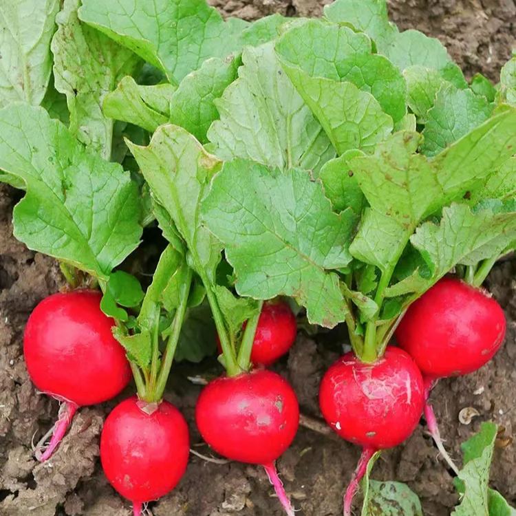 20 Day Miracle Grow Organic Cherry Radish🍒