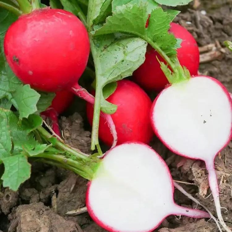 20 Day Miracle Grow Organic Cherry Radish🍒
