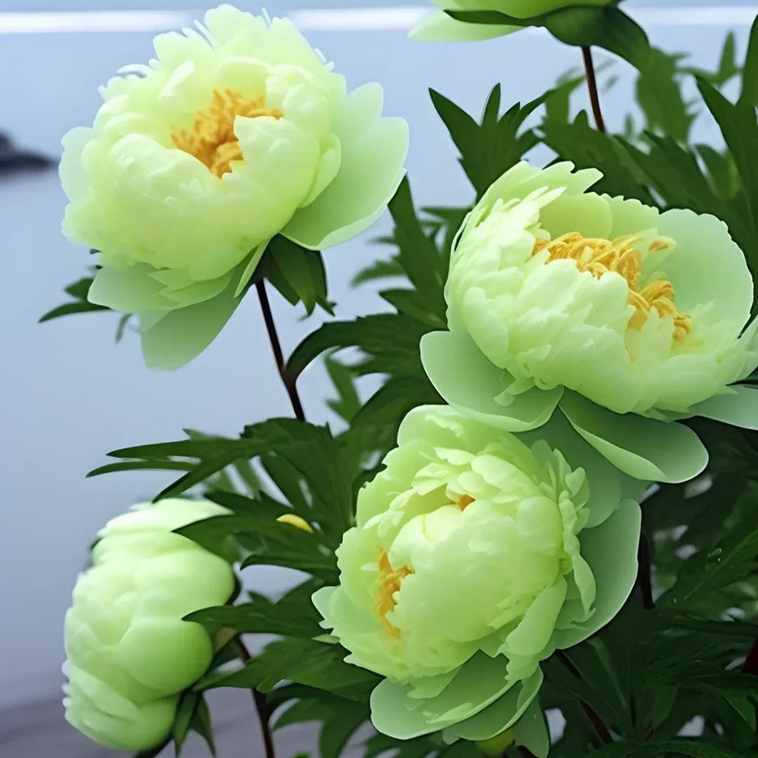 Seltene die Pfingstrosen Blumensamen