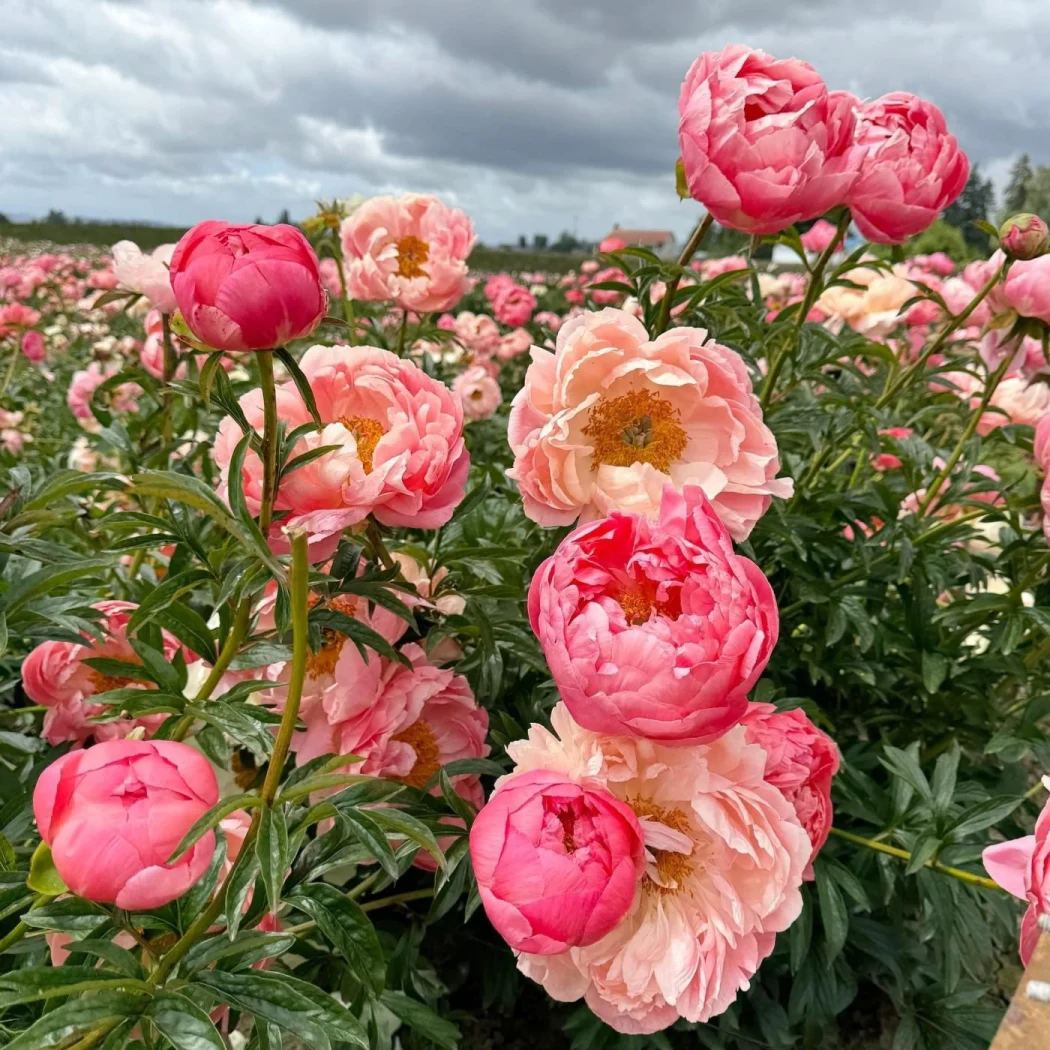 Seltene die Pfingstrosen Blumensamen