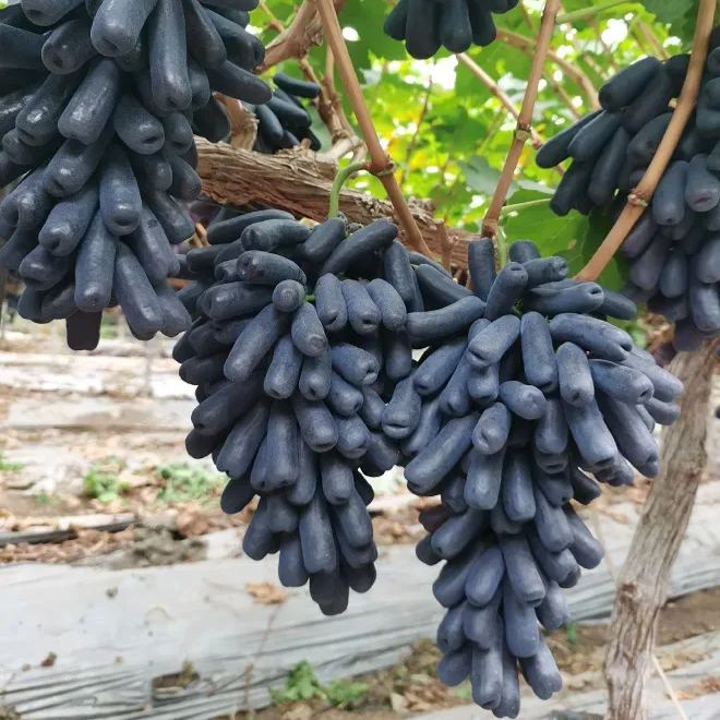 Sapphire Trauben Saatgut