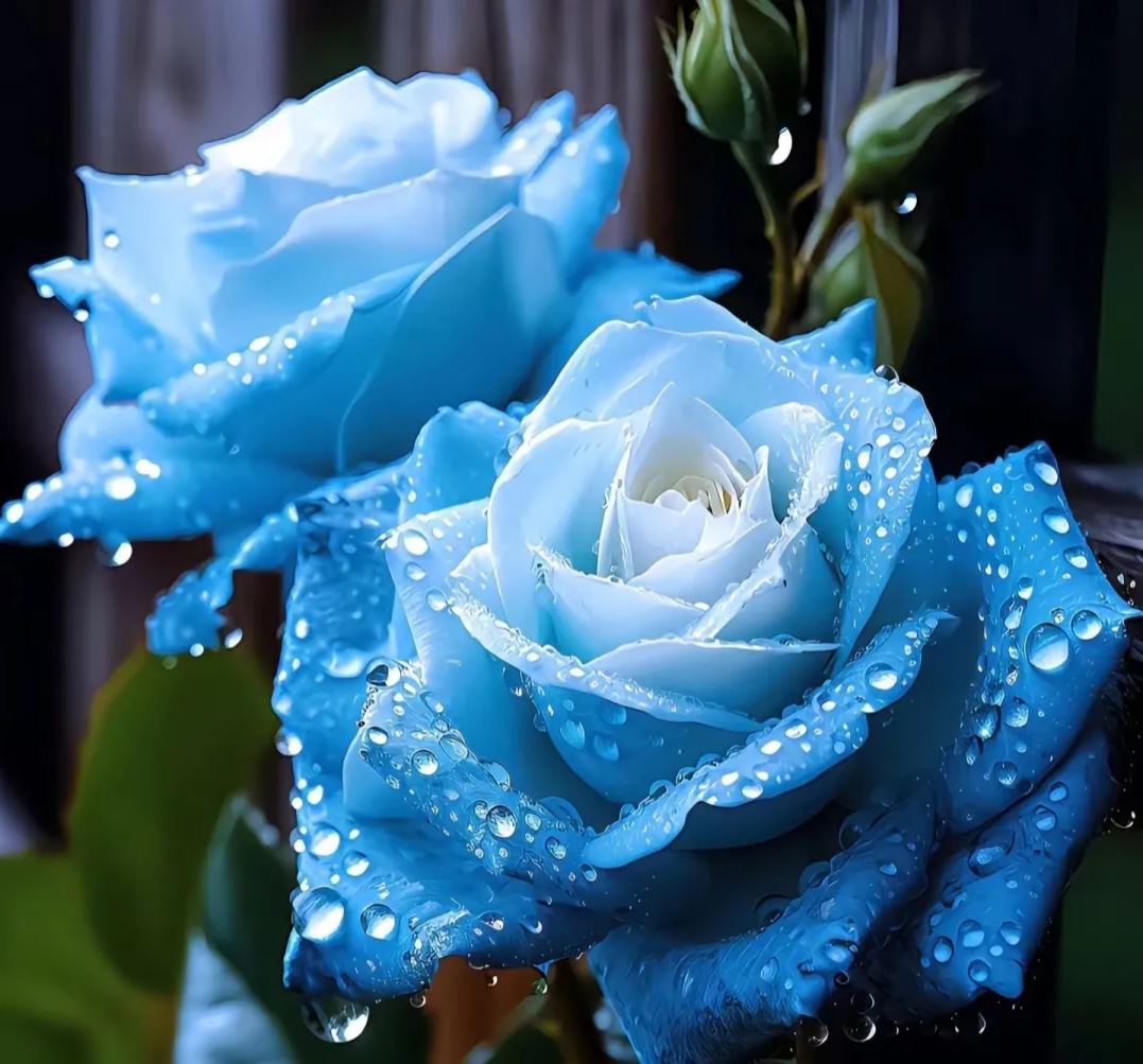 💙BLAUE ZAUBERROSENSAMEN✨