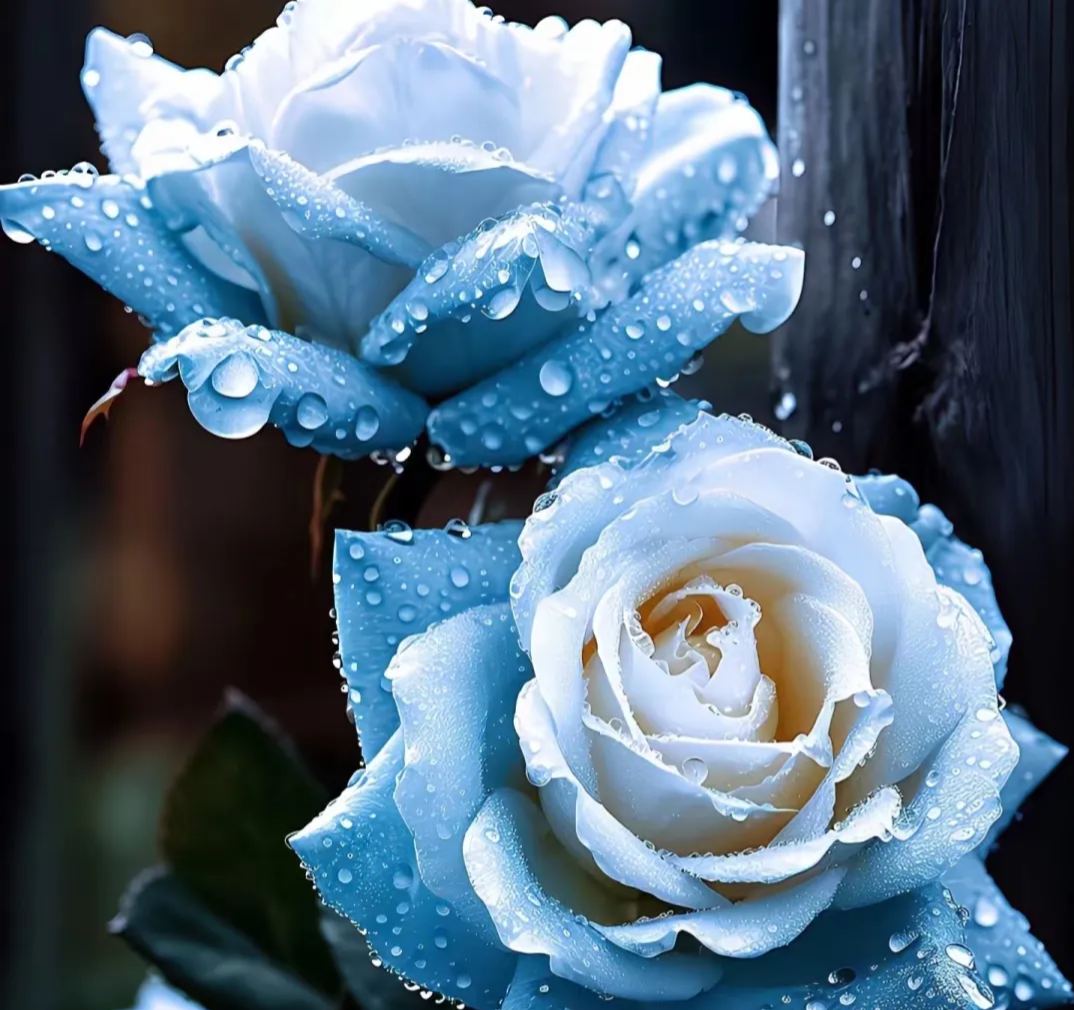 💙BLAUE ZAUBERROSENSAMEN✨