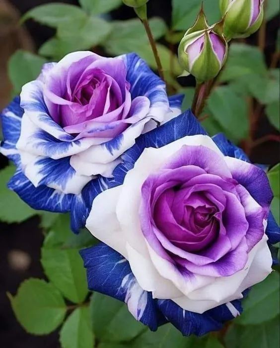 💙BLAUE ZAUBERROSENSAMEN✨