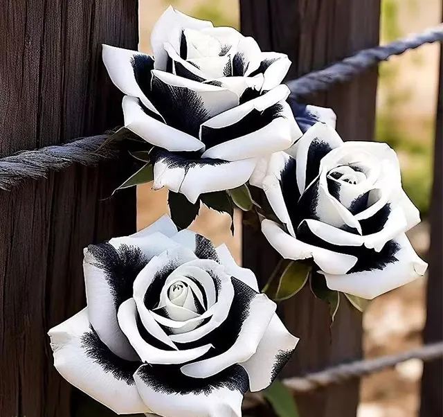 💙BLAUE ZAUBERROSENSAMEN✨