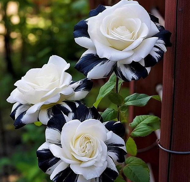 💙BLAUE ZAUBERROSENSAMEN✨