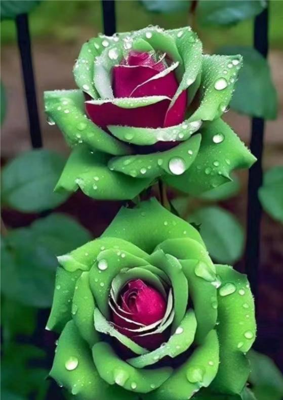 💙BLAUE ZAUBERROSENSAMEN✨