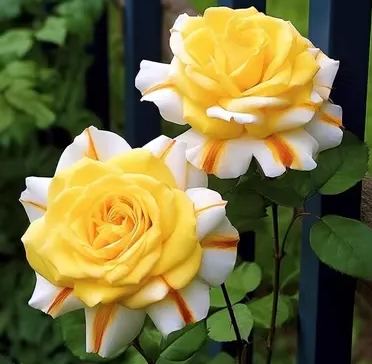 💙BLAUE ZAUBERROSENSAMEN✨