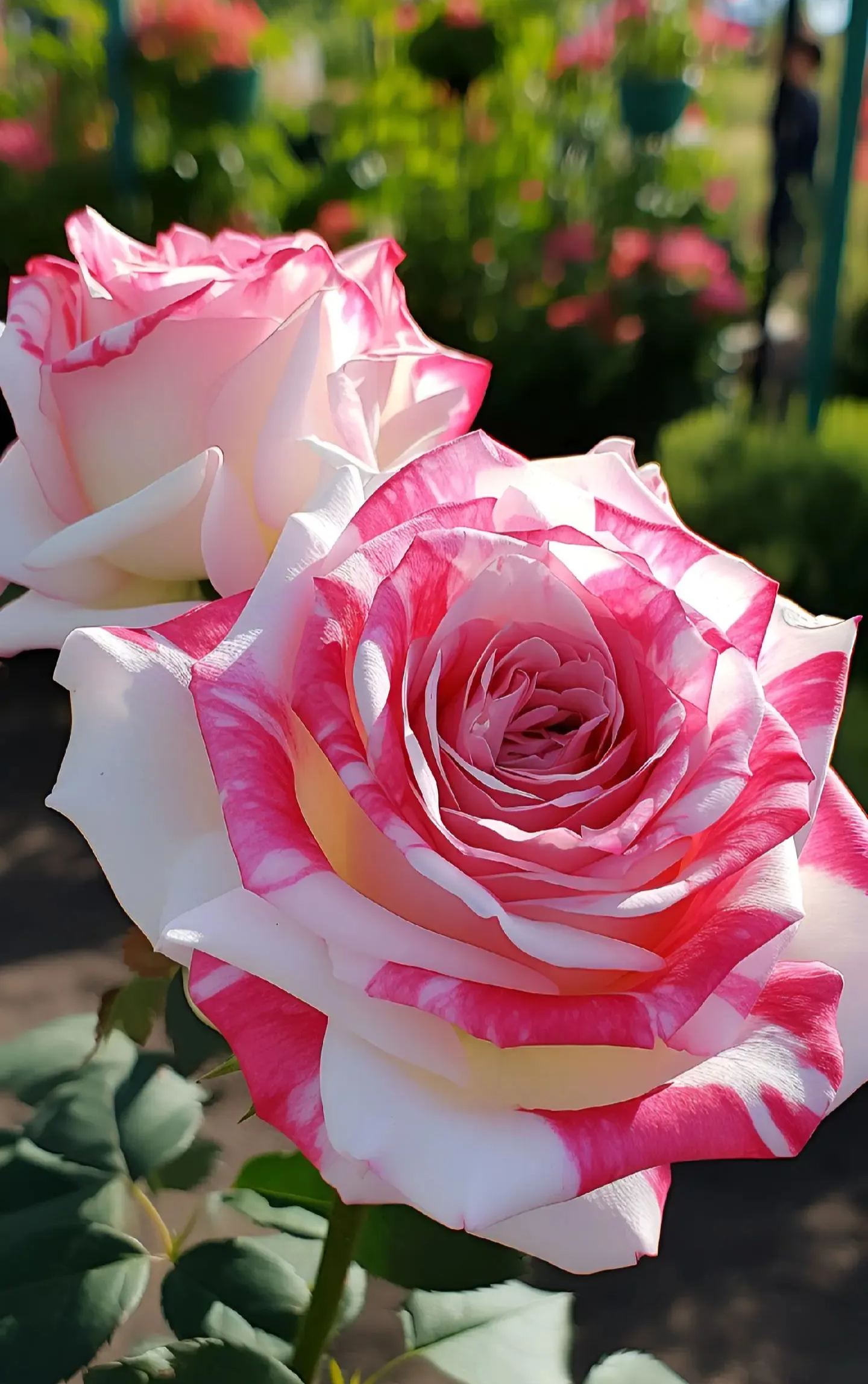 💙BLAUE ZAUBERROSENSAMEN✨