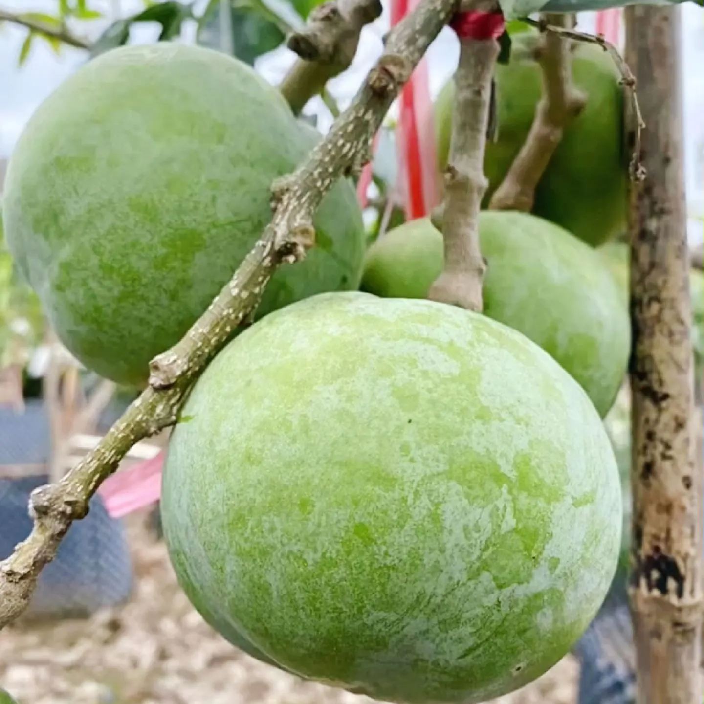 🍨 Eisfrucht – Weiße Kaki 🍃Samen