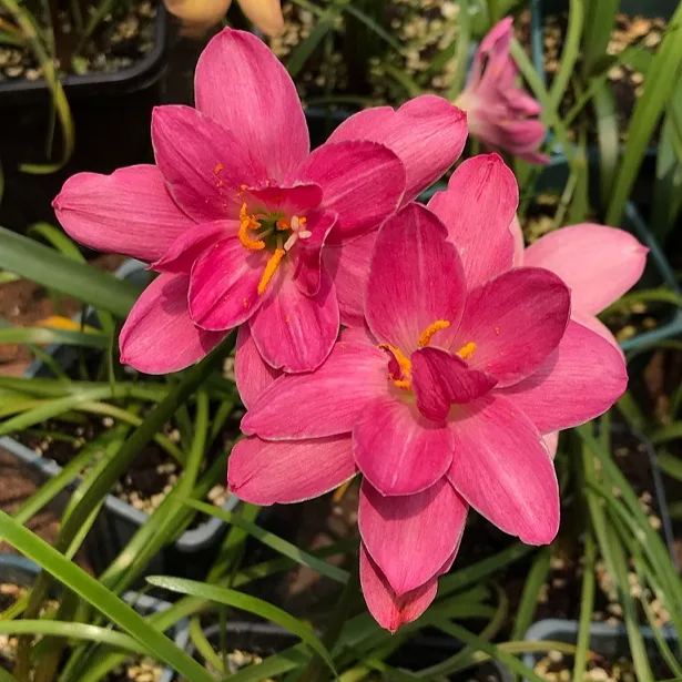 Rain orchid-Blooms once the next rain falls