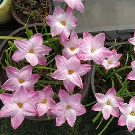 Rain orchid-Blooms once the next rain falls