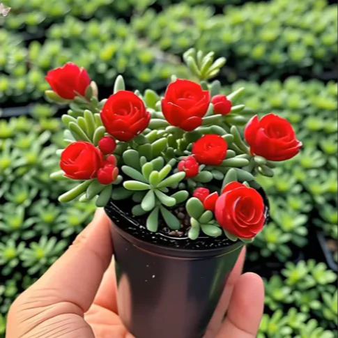 🪴Samen der gefüllten Rosenorchidee – kälteresistent und duftend