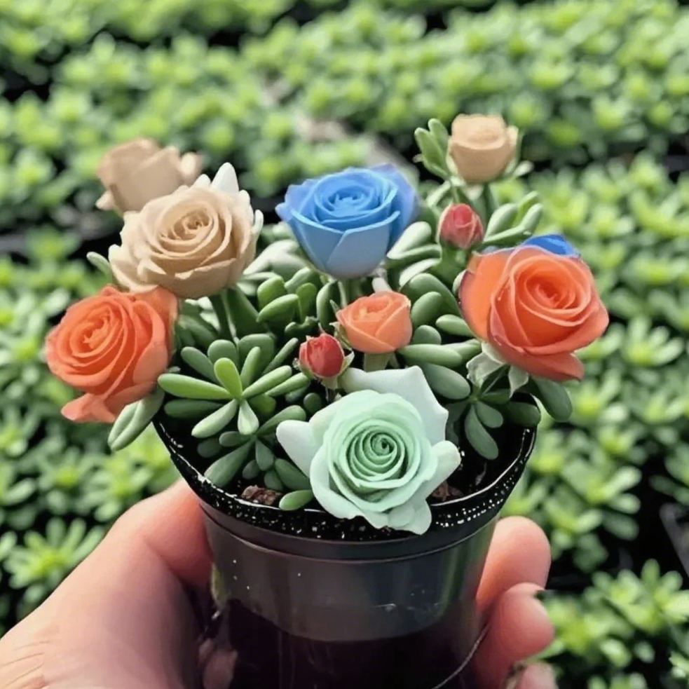 MIX🪴Double-flowered Rose Orchid Bulbs-Cold-resistant and fragrant