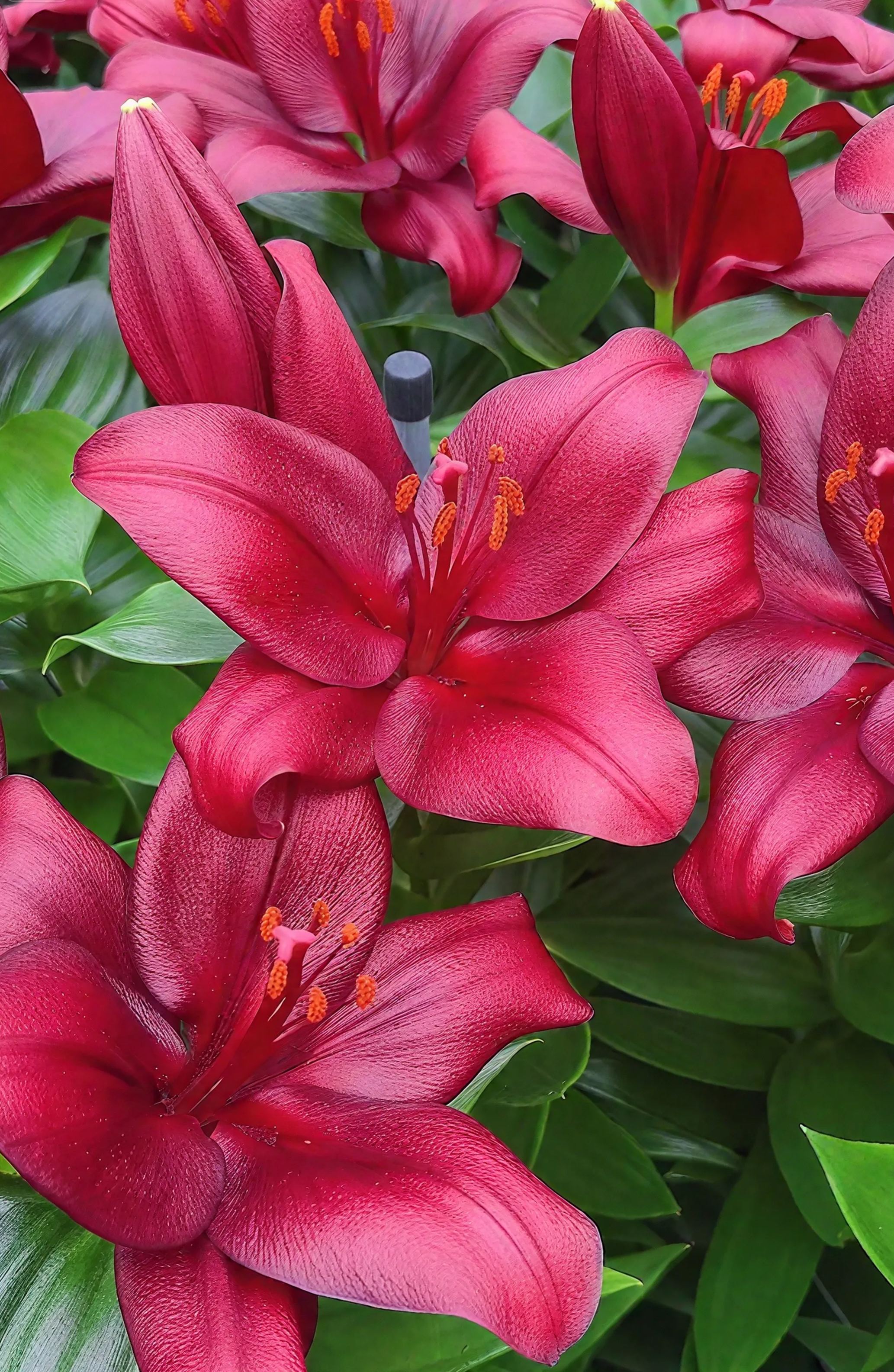 🌺Perfume Lily Bulbs—Fresh and Sweet