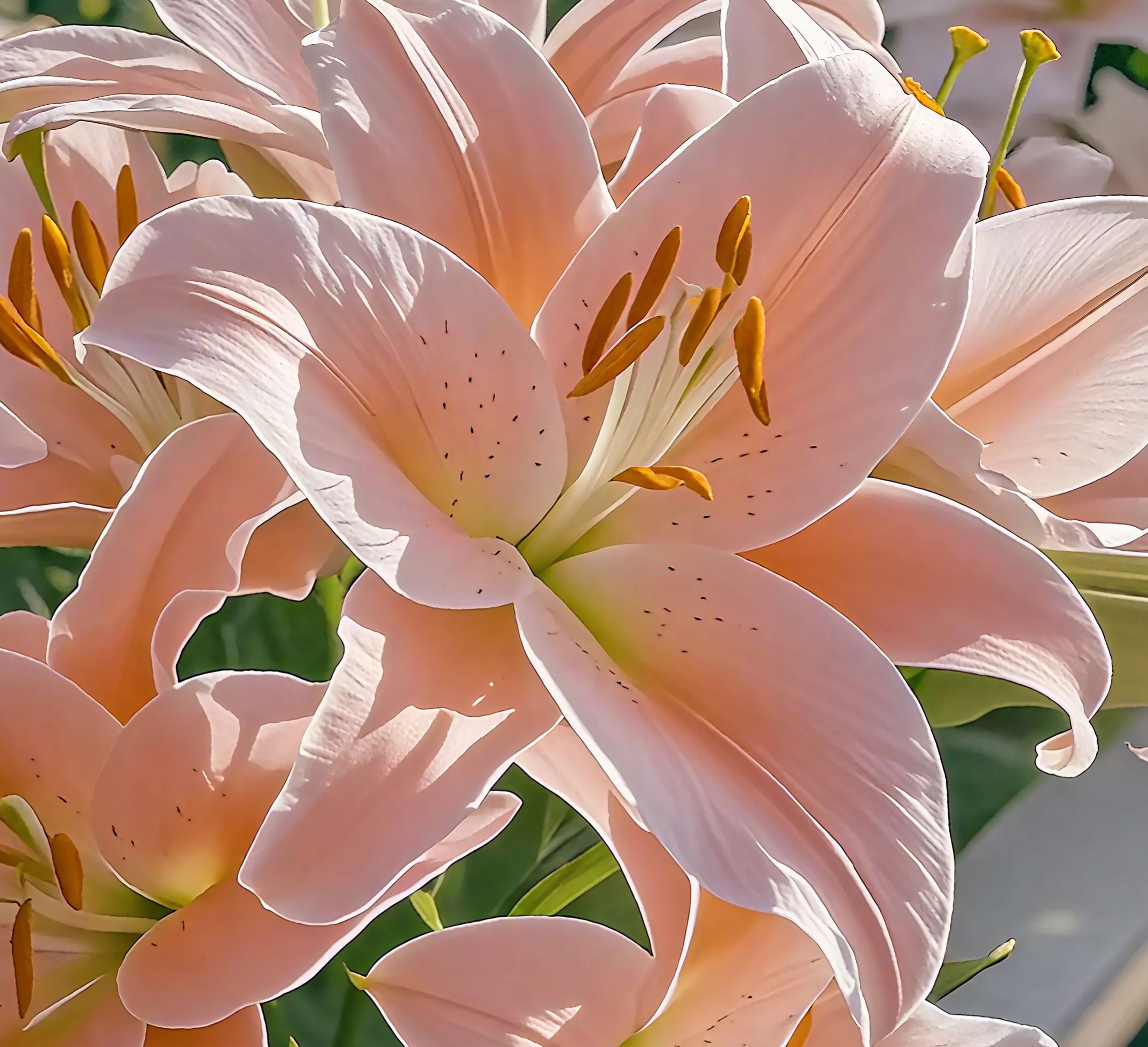 🌺Perfume Lily Bulbs—Fresh and Sweet