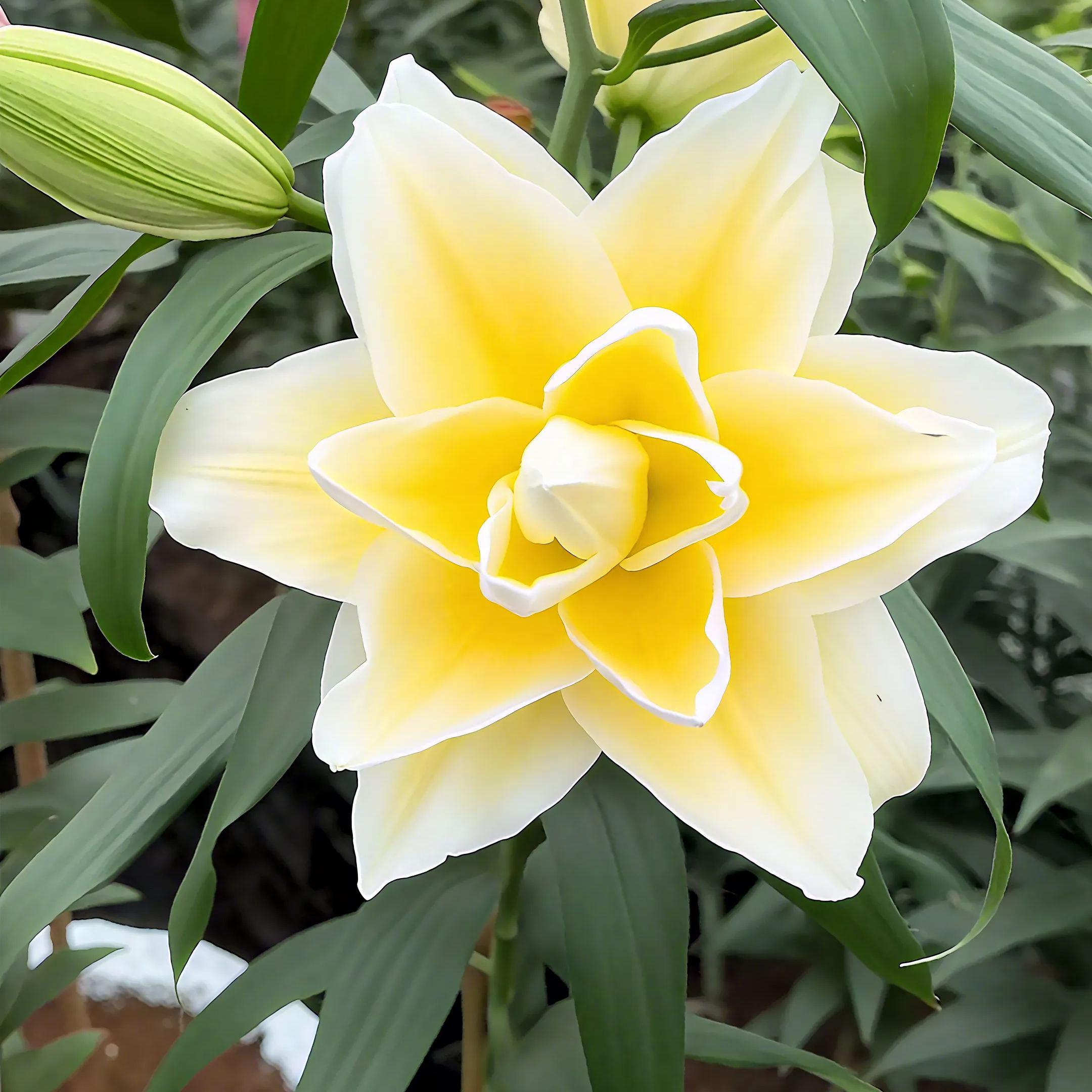 🌺Perfume Lily Bulbs—Fresh and Sweet