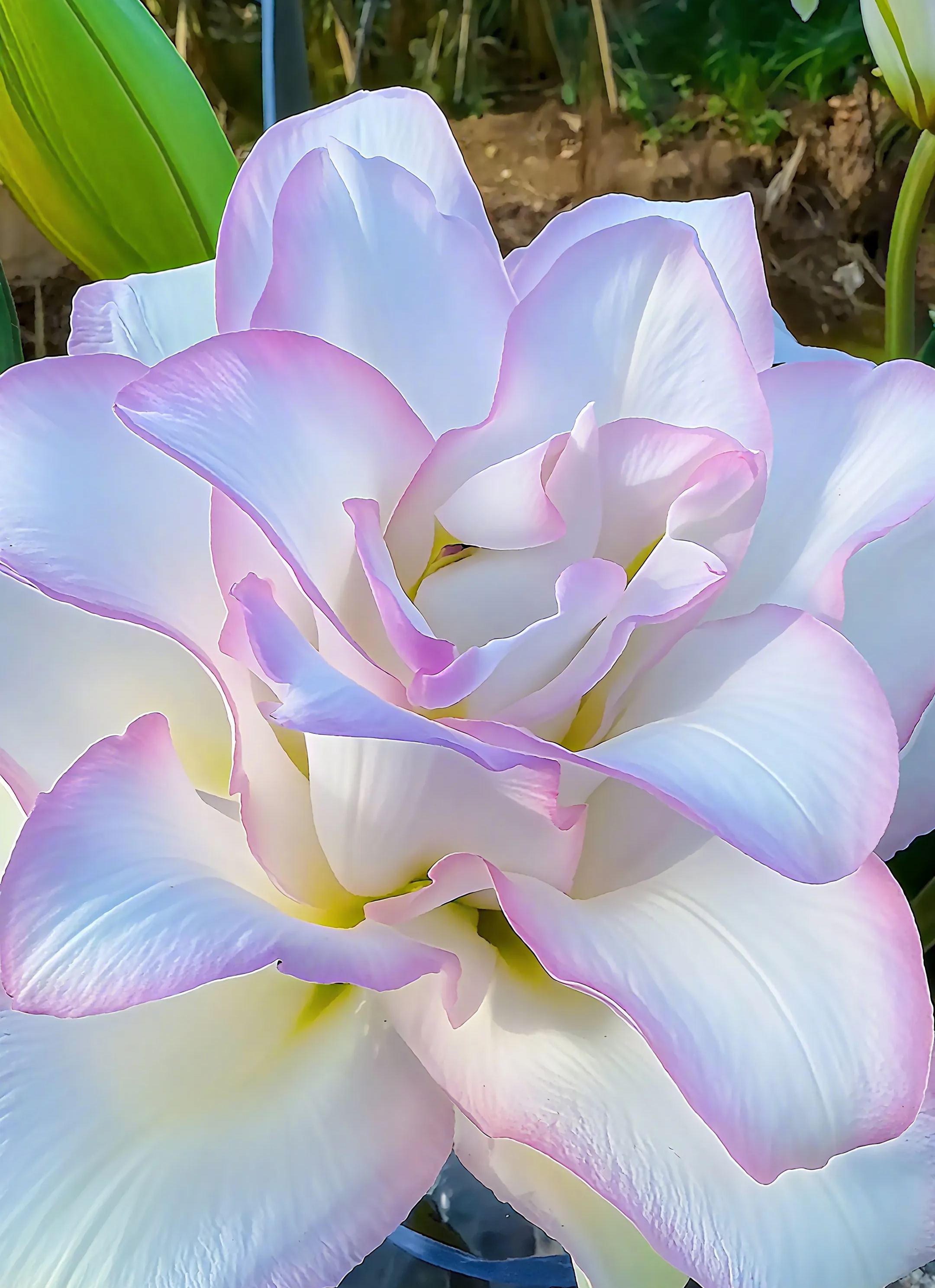 🌺Perfume Lily Bulbs—Fresh and Sweet