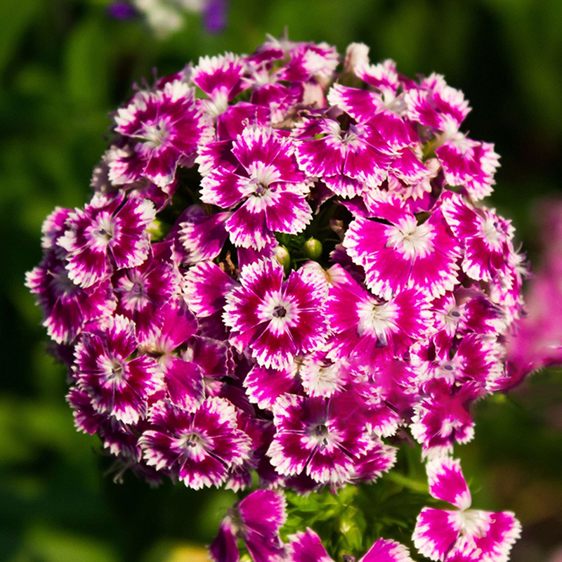 💖Rabatt zum halben Preis✨Nelke Dianthus🌈Regenbogenserie