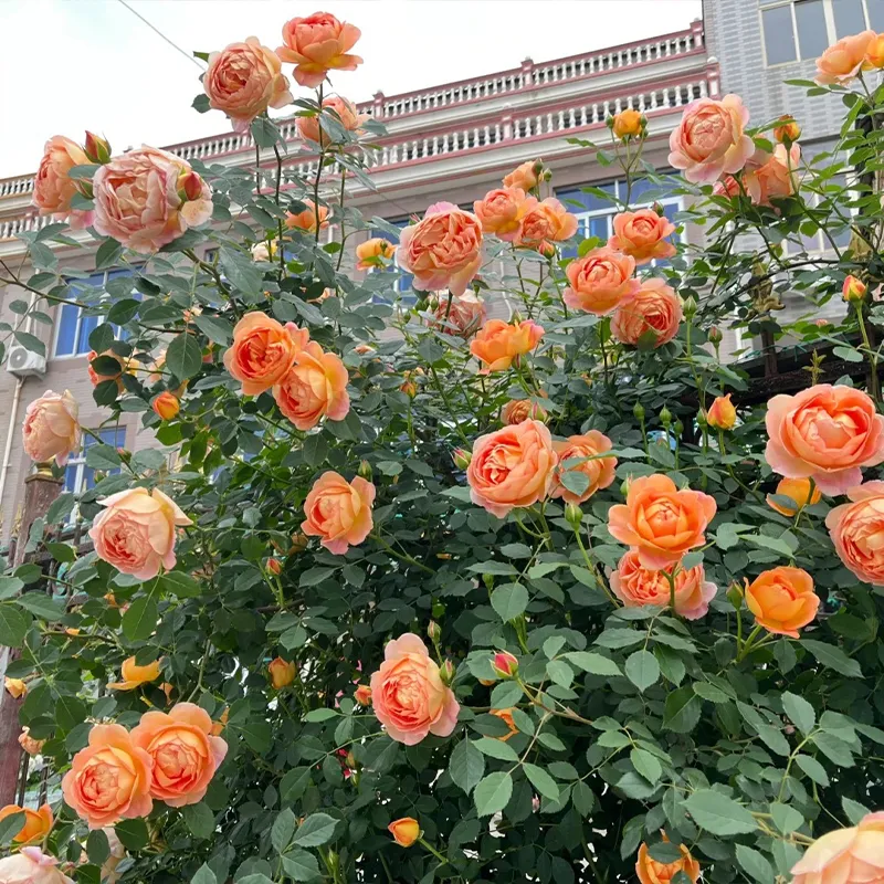 🌹Rankenrosen Samen💝Atemberaubende Blumen