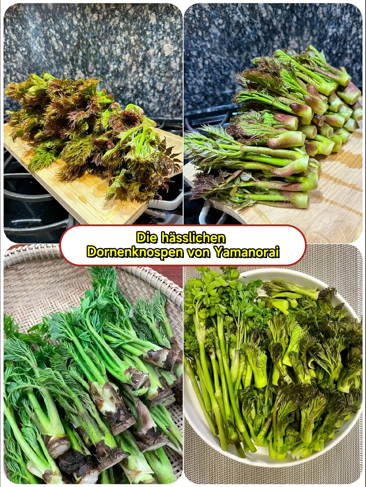 🔥 Stachelige Drachen Sprossensamen - Hochproduktiv und nahrhaft ✨