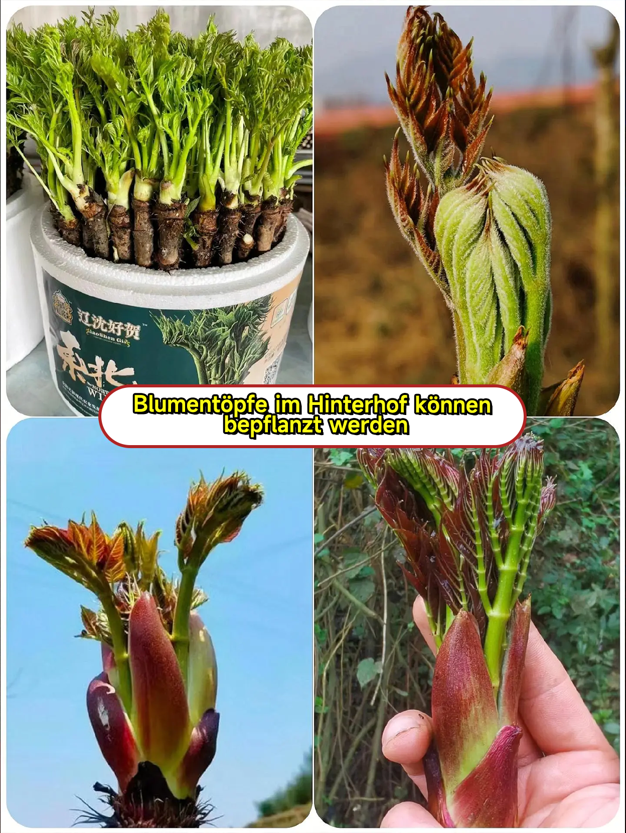 🔥 Stachelige Drachen Sprossensamen - Hochproduktiv und nahrhaft ✨