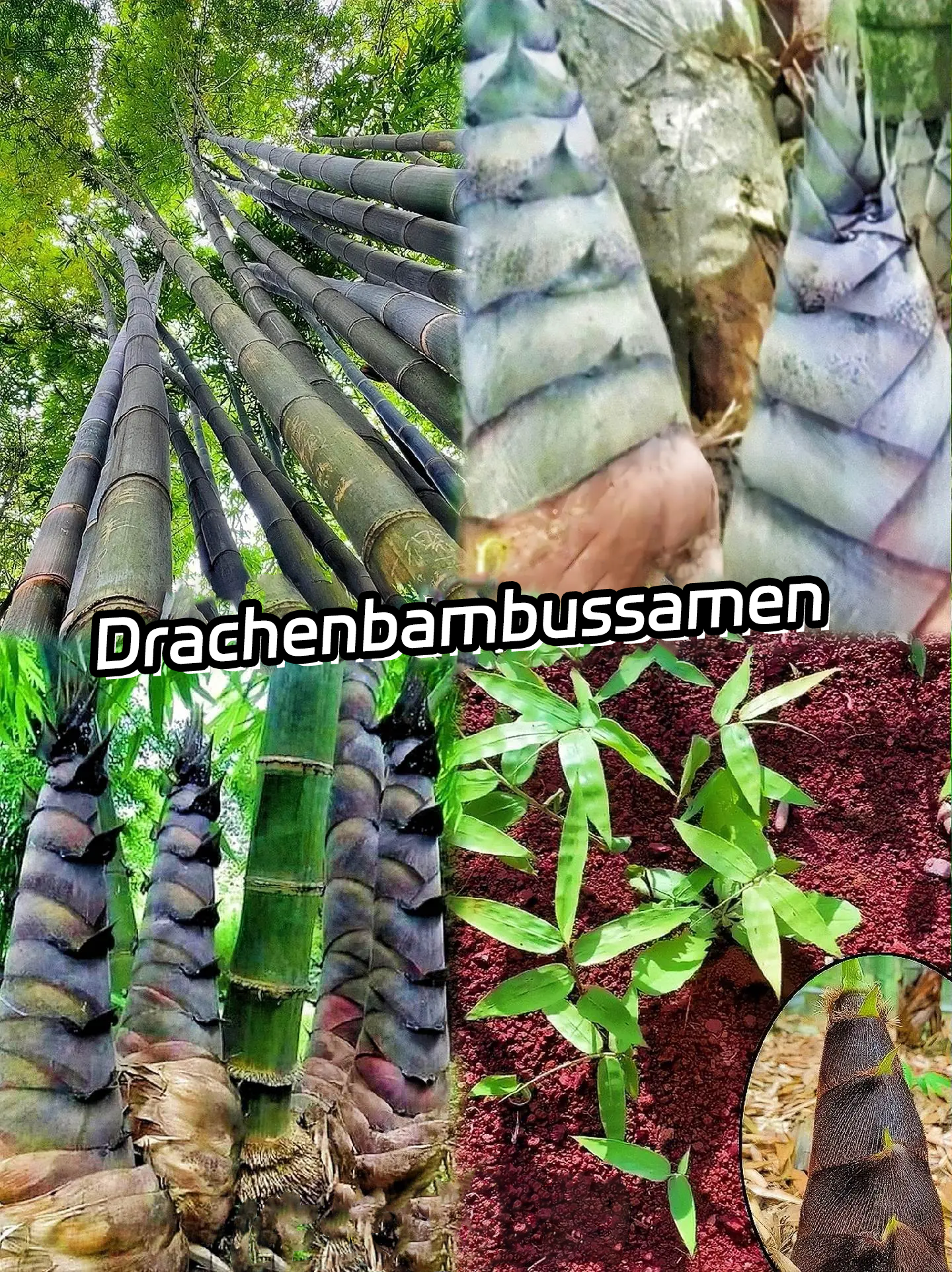 🎋[Seltene Art] Riesenbambus-Samen