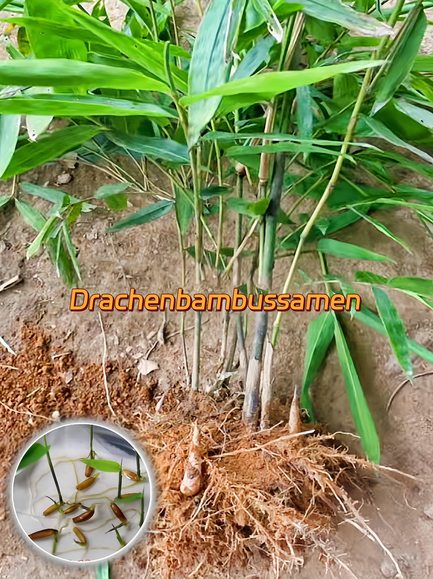 🎋[Seltene Art] Riesenbambus-Samen