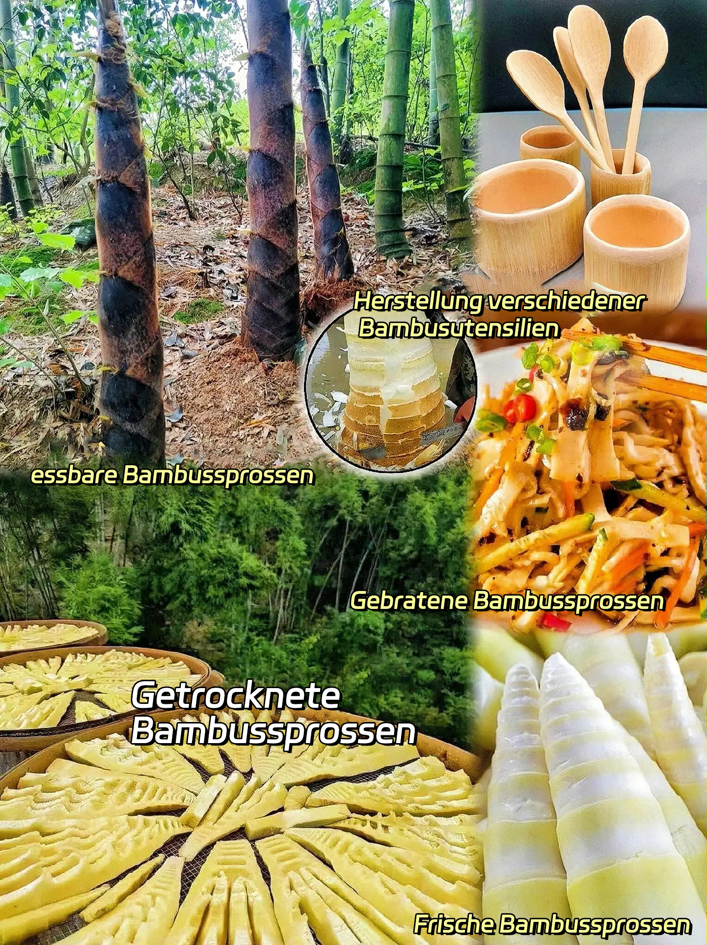 🎋[Seltene Art] Riesenbambus-Samen