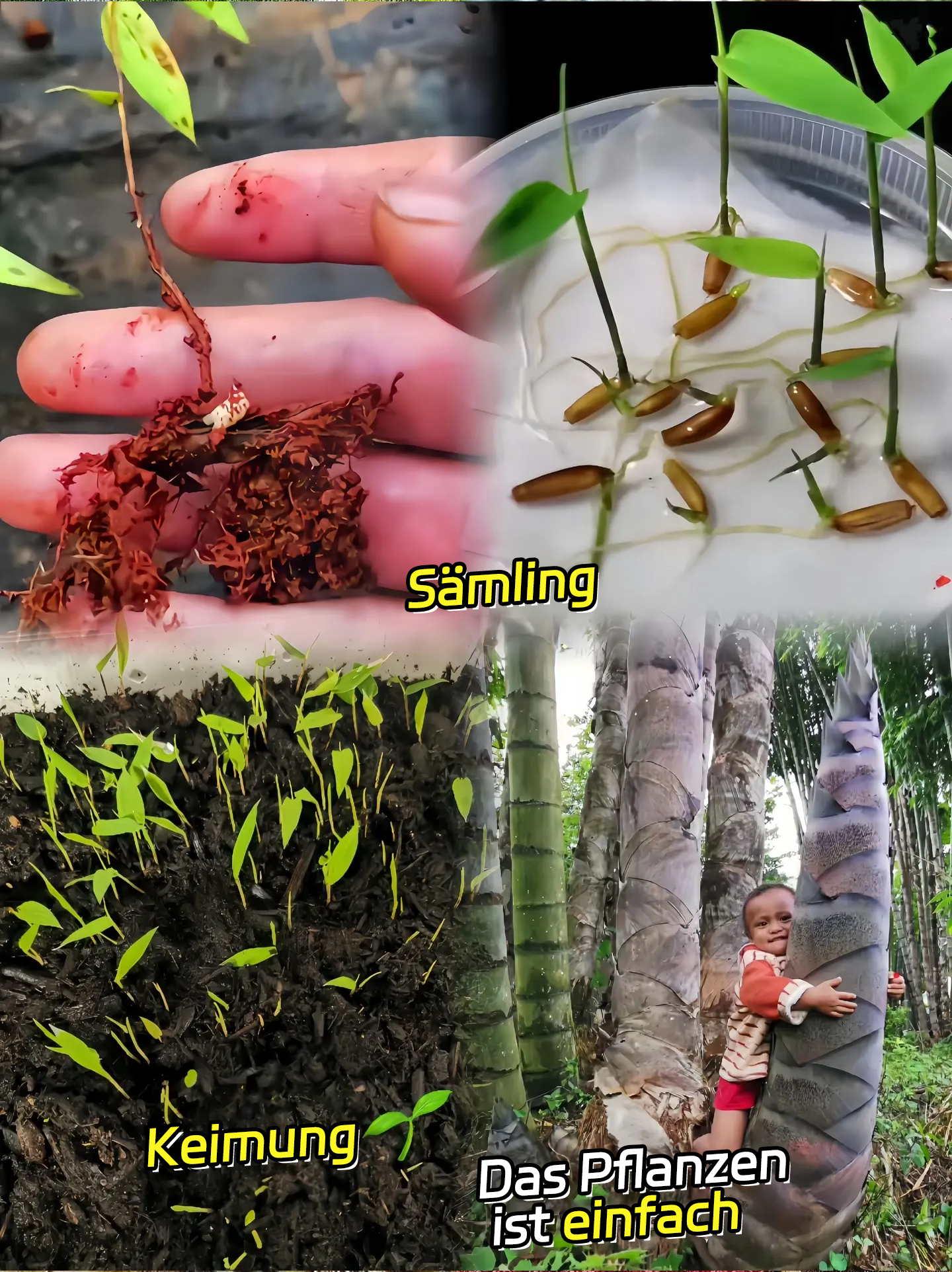 🎋[Seltene Art] Riesenbambus-Samen